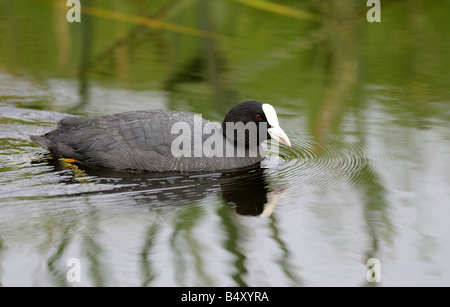 Blässhuhn schwimmen Rainham Sümpfe Essex 06 06 2008 Credit Garry Bowden Stockfoto