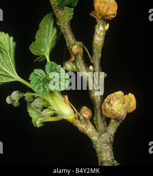 Schwarze Johannisbeere Gall Mite Cecidophyopsis Ribis big Buds Schäden an schwarze Johannisbeere schießen Stockfoto