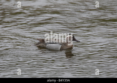 GARGANEY Anas Querquedula DRAKE schwimmen Seitenansicht Stockfoto