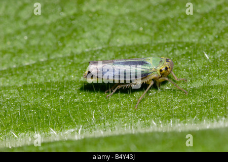 Grüne Leafhopper Cicadella Viridis Cicadellidae männlichen UK Stockfoto