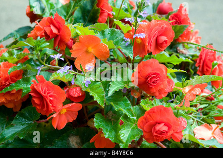 Begonia Tuberhybrida "Non Stop Rose" Stockfoto