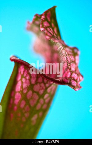 Nahaufnahme Foto des Kopfes eine Sarracenia-Schlauchpflanze auf blauem Grund. Stockfoto