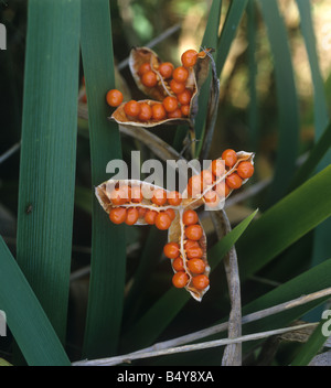Stinkender Iris oder gebratenes Rindfleisch Pflanzen Iris Foetidissima eröffnet Samenkapseln enthüllt Bereich Obst Stockfoto
