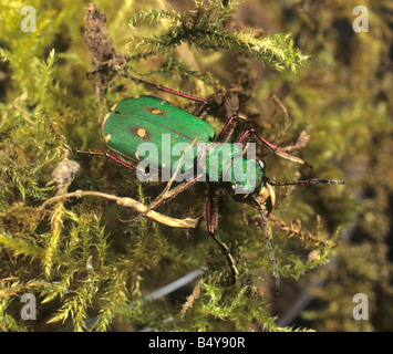 Grüne Sandlaufkäfer Cicindela Campestris auf Moos Stockfoto