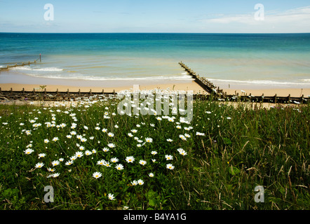 Gänseblümchen wachsen auf Klippen über Overstrand Strand Stockfoto