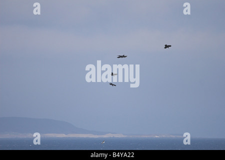 Alpenkrähe Schule, Ardnave Punkt, Islay Stockfoto