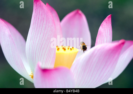 Eine blühende Lotusblume und Biene Stockfoto