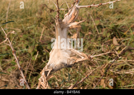 Braun angebundene Motte Euproctis chrysorrhoea Stockfoto