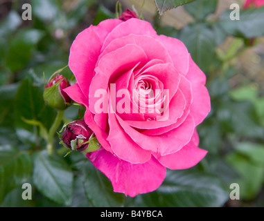 Tea Rose Rosa "Perfekten Tag" Stockfoto