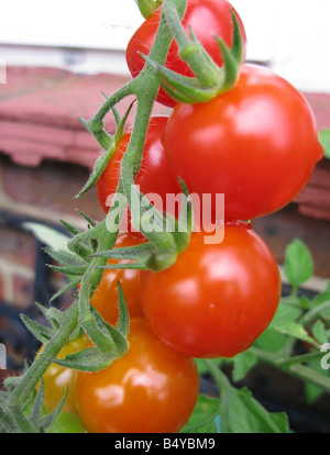 biologisch angebaute Tomaten in Kübeln auf der Terrasse Stockfoto