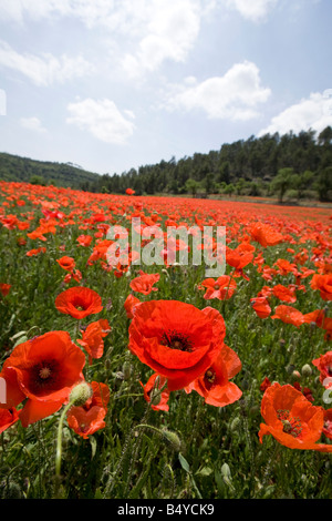 Feld voller roter Klatschmohn Stockfoto