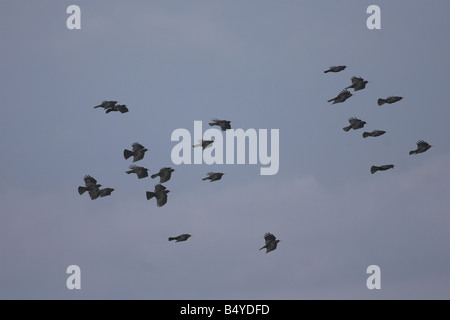 Alpenkrähe Schule, Ardnave Punkt, Islay Stockfoto