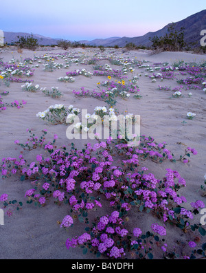 Blumen in den Anza Borrego State Park, Kalifornien Stockfoto