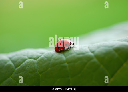 Marienkäfer sitzen auf einem grünen Rasen Stockfoto