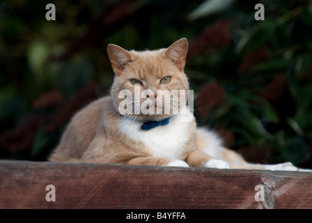 Ginger Tom Katze auf dem Dach der Gartenhalle, Bawdsey, Suffolk, UK. Stockfoto