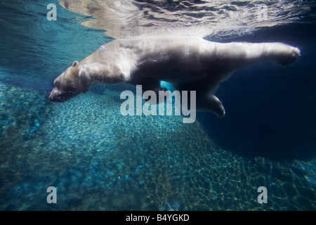 Eisbär (Ursus Maritimus) Schwimmen unter Wasser Stockfoto