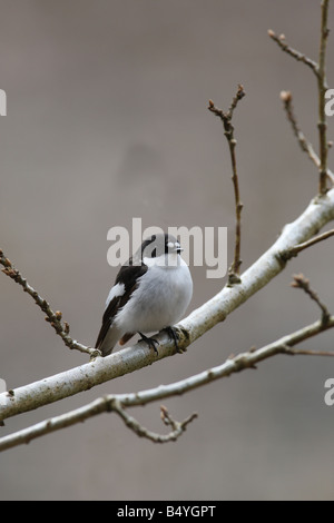 TRAUERSCHNÄPPER Ficedula Hypoleuca männlichen SITZSTANGEN ON BRANCH VORFRÜHLING Stockfoto