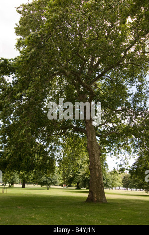 Hyde Park London England UK Stockfoto