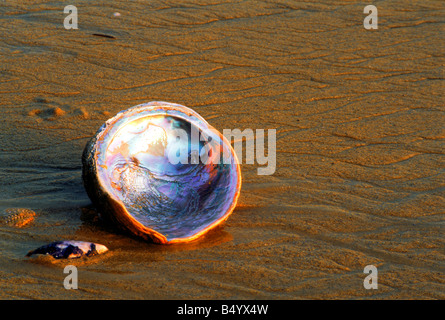 Abalone Muschel Haliotis Iris am Sandstrand Stockfoto