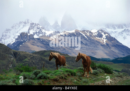 Wilde Pferde auf die Straße nach El Chalten unter Mount Fitz Roy Gipfel (3440 m) im Los Glaciares Nationalpark Santa Cruz Provinz Patagonien Stockfoto