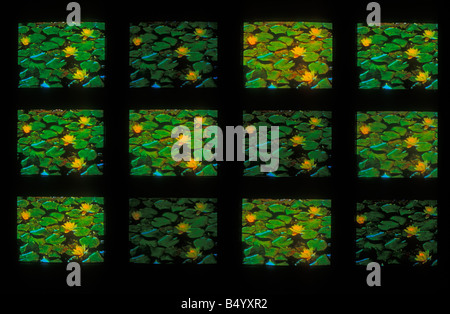 Monitore Bildschirme video mit Seerosen Stockfoto