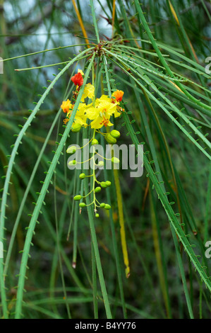 Parkinsonia Aculeata in Blüte Galapagosinseln Ecuador Südamerika Stockfoto