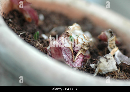 Blumenzwiebeln im Topf Stockfoto