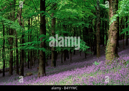 Coed y Wenallt Bluebell Woods im Norden Cardiff Stockfoto