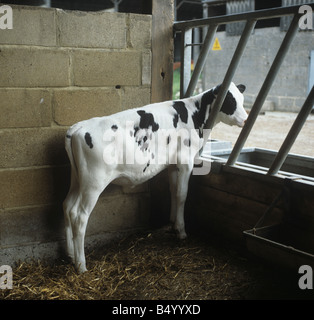 Gutes Beispiel für einen jungen friesischen Holstein Kalb in einem Kugelschreiber Stockfoto