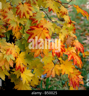 Acer Japonicum Vitifolium im Herbst Stockfoto