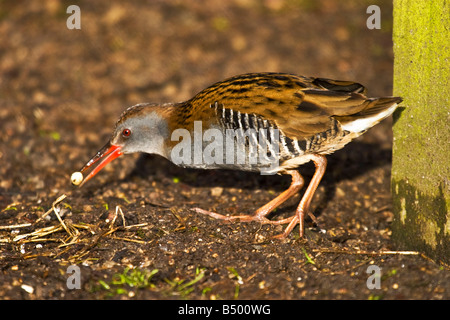 Eine Wasser-Schiene Rallus Aquaticus auf Nahrungssuche Stockfoto