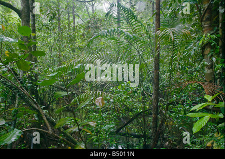 Dichten Regenwald im Similajau Nationalpark nr Bintulu Sarawak Malaysia Stockfoto