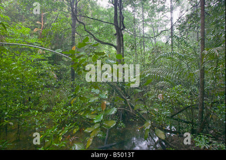 Dichten Regenwald im Similajau Nationalpark nr Bintulu Sarawak Malaysia Stockfoto