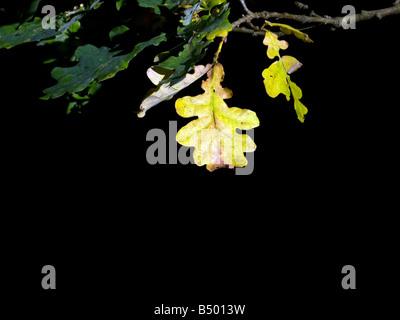 Herbstliche Eichenblatt im Sonnenlicht hervorgehoben Stockfoto