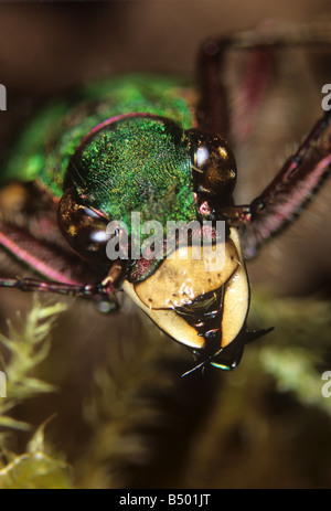 Grüne Sandlaufkäfer Cicindela Campestris Erwachsener Kopf und mächtigen Mandibeln Stockfoto