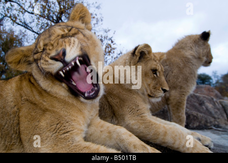 Löwen, Kruger National Park, Mpumalanga, Südafrika Stockfoto