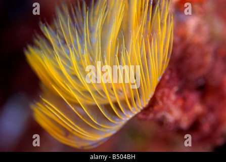 Gelbe Pfau oder Ventilator Wurm Sabella Pavonina unter Wasser Stockfoto