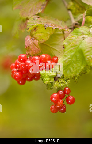 Eine Nahaufnahme der roten Beeren auf Guelder Rose (Viburnum opulus 'Compactum') Strauch Mitte Herbst in West Sussex, England, Großbritannien Stockfoto