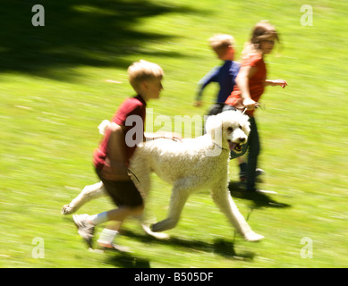 Großpudel läuft mit Kindern Stockfoto