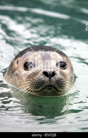 Eine neue Dichtung-Bucht wurde vorgestellt bei Tynemouth s Blue Reef Aquarium mit zwei junge Robben, wie die neueste Attraktion Sofus und Marvalo junge männliche Seehunde sind Stockfoto