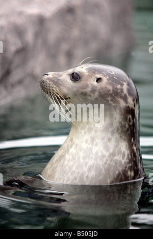 Eine neue Dichtung-Bucht wurde vorgestellt bei Tynemouth s Blue Reef Aquarium mit zwei junge Robben, wie die neueste Attraktion Sofus und Marvalo junge männliche Seehunde sind Stockfoto