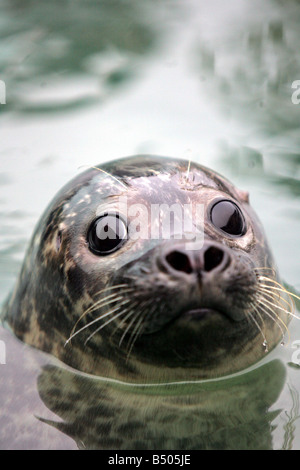 Eine neue Dichtung-Bucht wurde vorgestellt bei Tynemouth s Blue Reef Aquarium mit zwei junge Robben, wie die neueste Attraktion Sofus und Marvalo junge männliche Seehunde sind Stockfoto