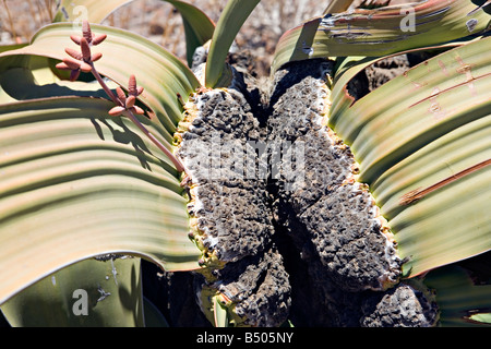 Welwitschia Mirabilis Blume in Khorixas Region von Twyfelfontein Damaraland Namibia Stockfoto