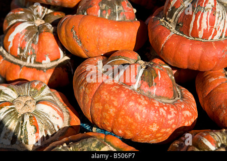 Turks Turban-Kürbisse (Cucurbita maxima "Turban") im Herbst zum Verkauf. GROSSBRITANNIEN Stockfoto