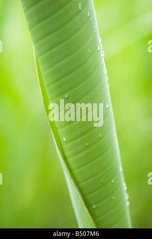 Neue Banana Leaf unfurling in der indischen Landschaft nach dem Regen. Andhra Pradesh, Indien. Zusammengerollt neue Banane Blatt-Muster Stockfoto