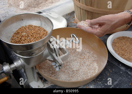 Eine Demonstration der Weizenkörner zu Mehl mahlen Stockfoto