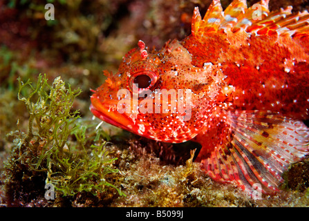 Madeira Drachenkopf oder Scorpionfish Scorpaena Maderensis unter Wasser Stockfoto