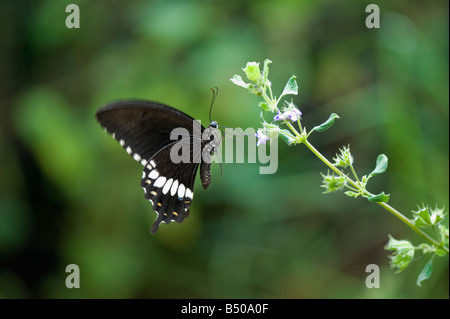 Papilio Polytes. Gemeinsamen Mormone Schmetterling Fütterung in der indischen Landschaft. Andhra Pradesh, Indien Stockfoto