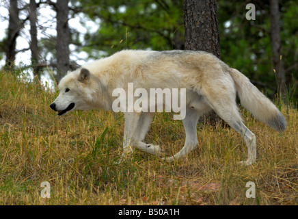 Grey Wolf, Canis lupus Stockfoto