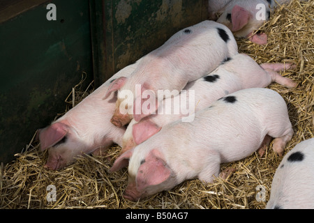 Gloucester alten Stelle Ferkel schlafen in Cotswold Farm Park in der Nähe von Guiting Power, Gloucestershire Stockfoto